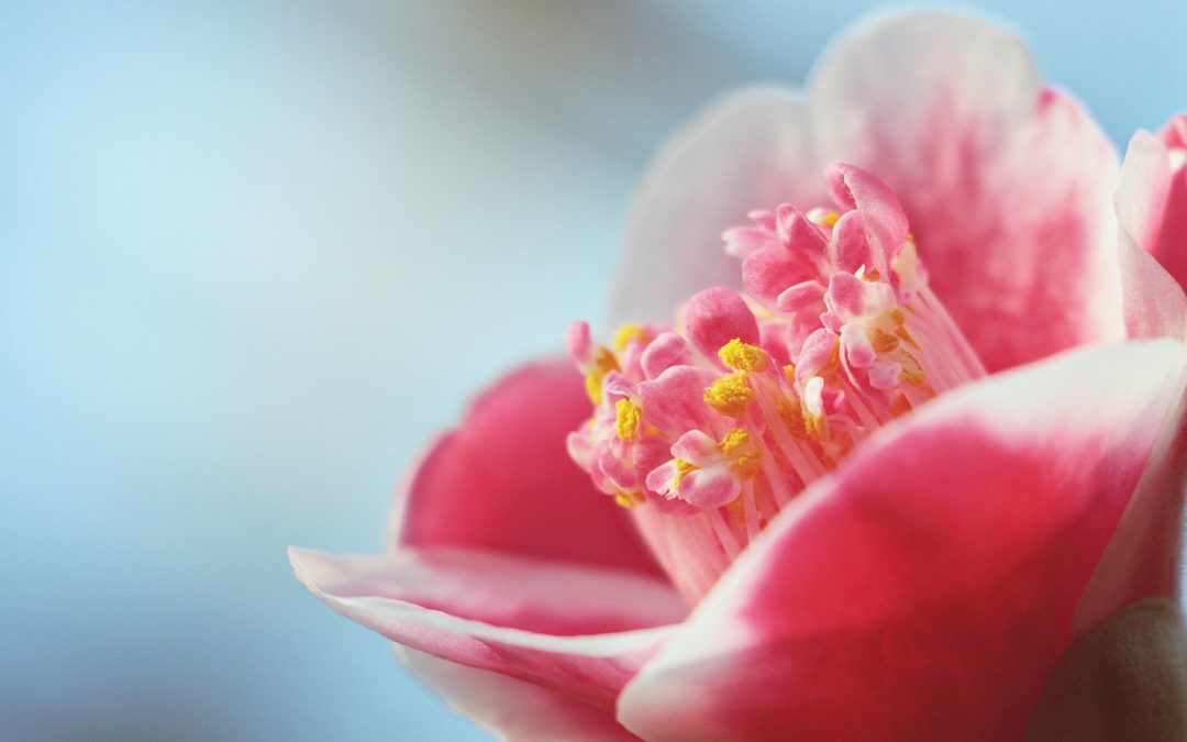 Timeless Beauty Secrets from East Asia