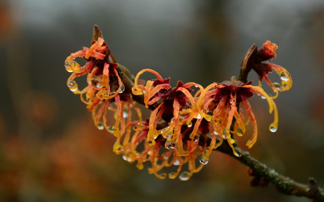 Native American Skin Remedies